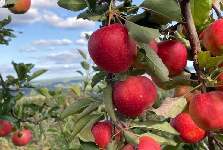Lymna-orchards@2x (1)-min Apple trees at Lyman's Orchard