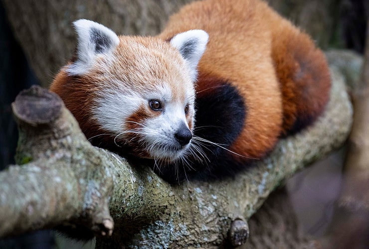 bzoo-min Red Panda at The Beardsley Zoo