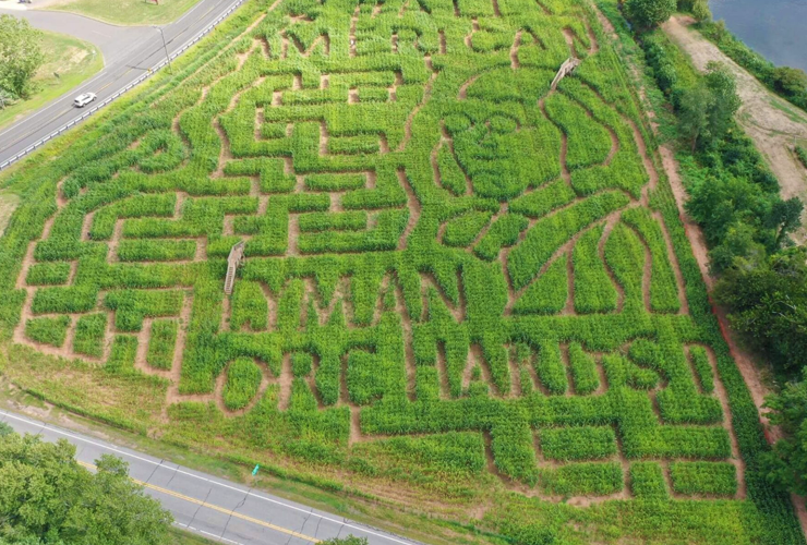 lyman corn maze Apple trees at Lyman's Orchard