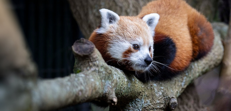 Beardsley Zoo